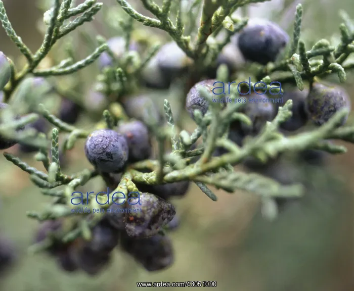 : Juniper, Juniperus communis : Juniper, Juniperus communis