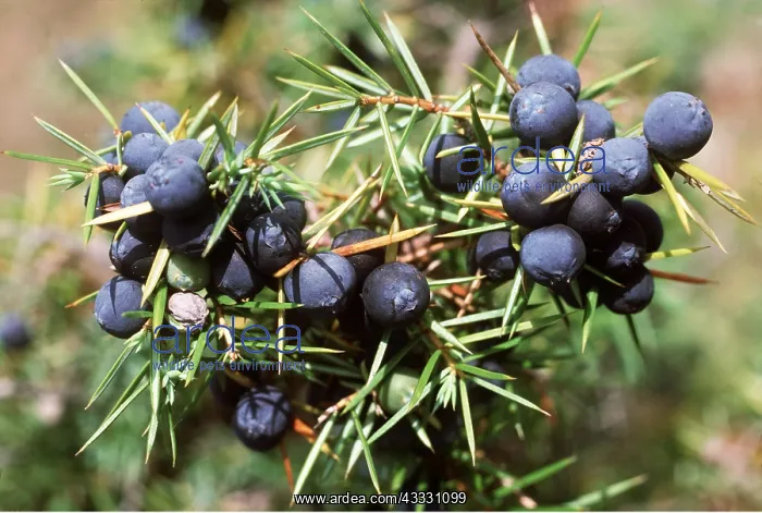 : JUNIPER - berries : JUNIPER - berries