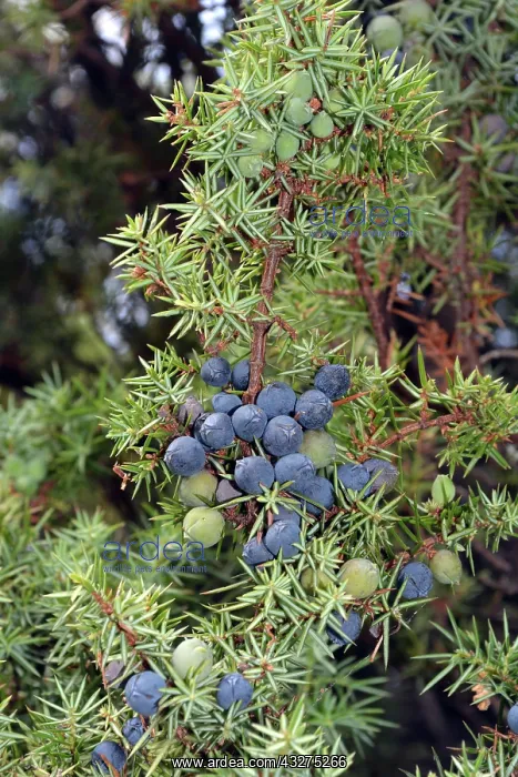 : Juniper Berries in autumn. Mountain tree / shrub : Juniper Berries in autumn. Mountain tree / shrub