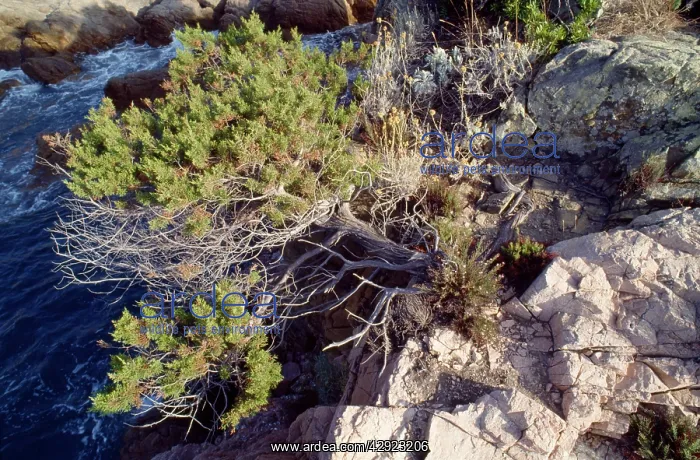 : Juniper - natural bonsai : Juniper - natural bonsai