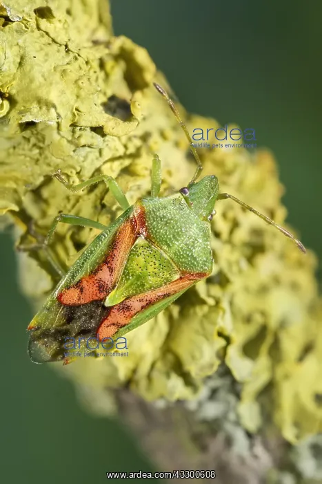: Juniper Shieldbug - Norfolk UK : Juniper Shieldbug - Norfolk UK