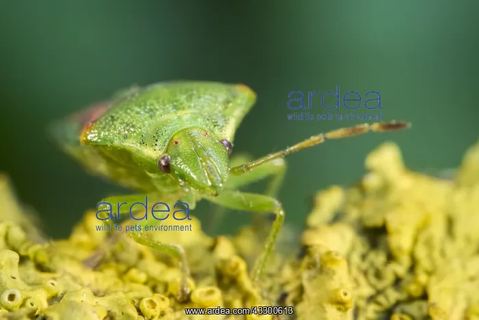 : Juniper Shieldbug - Norfolk UK : Juniper Shieldbug - Norfolk UK