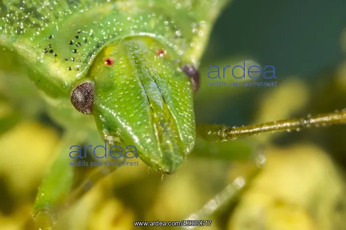 : Juniper Shieldbug - Norfolk UK : Juniper Shieldbug - Norfolk UK
