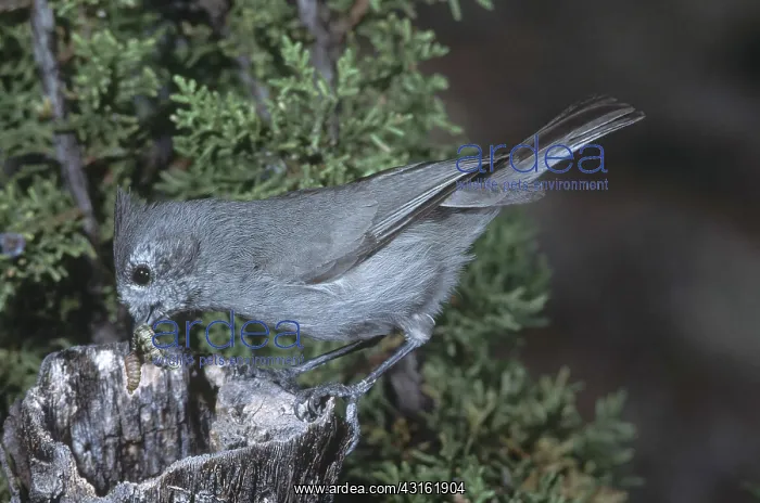 : Juniper Titmouse : Juniper Titmouse