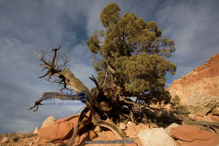 : Juniper tree : Juniper tree
