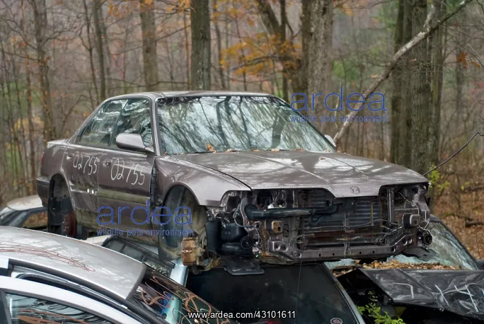 : Junkyard. Scene from an auto junkyard : Junkyard. Scene from an auto junkyard