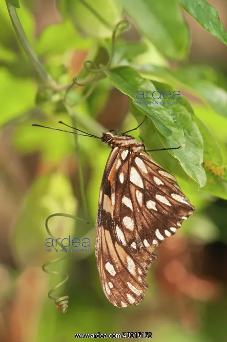  : Juno Silverspot