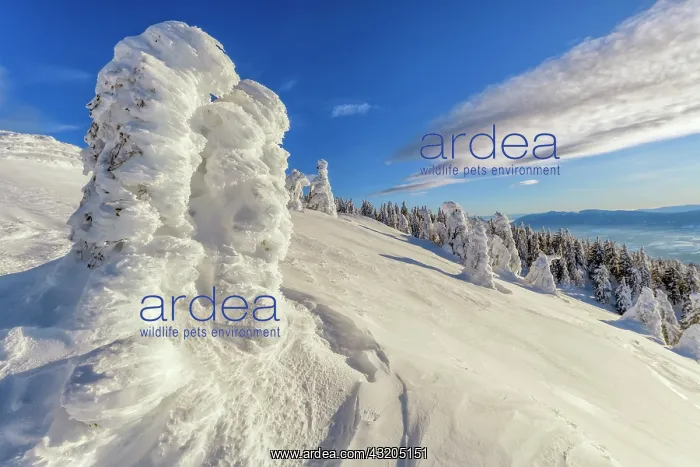 : The Jura ridges in the heart of winter, Massif du : The Jura ridges in the heart of winter, Massif du