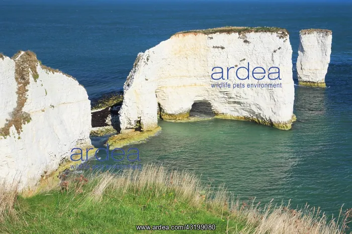 : Jurassic Coast, South of England, Great Britain : Jurassic Coast, South of England, Great Britain
