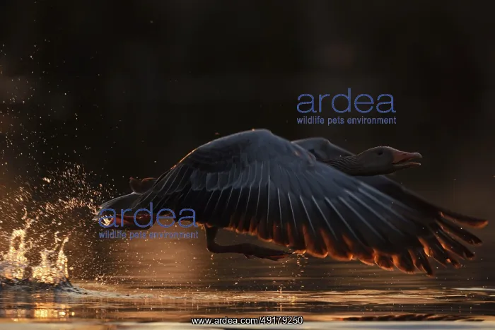 : Just away from here... Greylag goose (Anser anser) flies off with loud chattering : Just away from here... Greylag goose (Anser anser) flies off with loud chattering