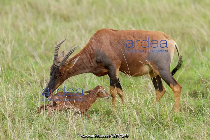 : just after birth : just after birth