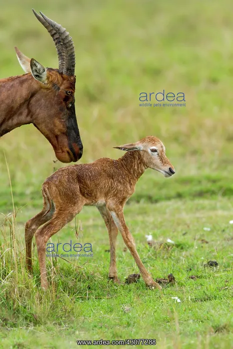 : just after birth : just after birth