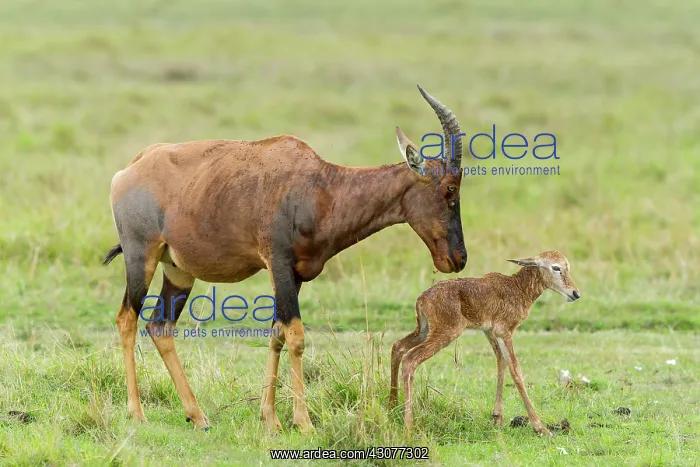 : just after birth : just after birth