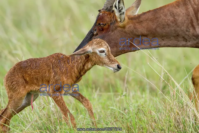 : just after birth : just after birth
