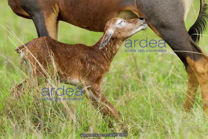  : just after birth