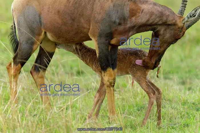 : just after birth : just after birth