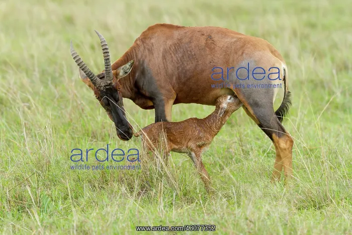 : just after birth : just after birth