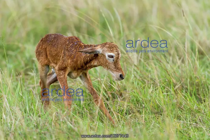 : just after birth : just after birth