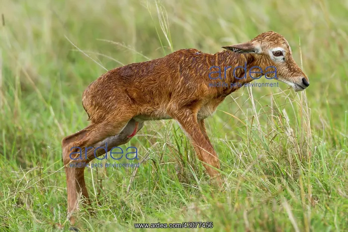  : just after birth
