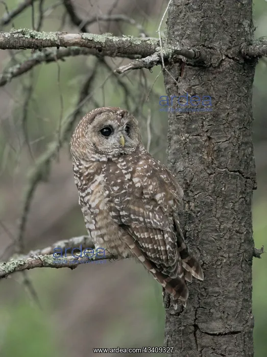 : Just before dusk the male Mexican Spotted owl perching : Just before dusk the male Mexican Spotted owl perching