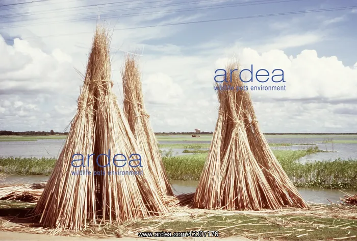  : JUTE - DRYING