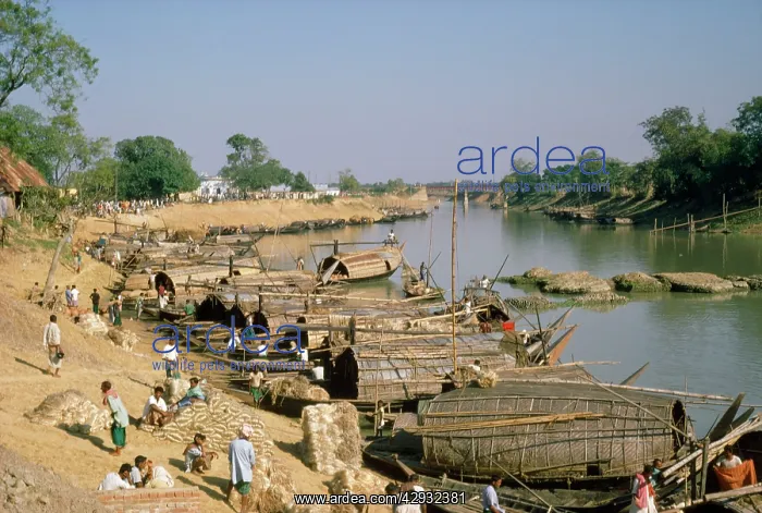  : Jute - harvest being loaded at Tungri to be transported