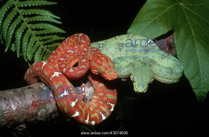: Juvenile and Adult Emerald Tree Boas : Juvenile and Adult Emerald Tree Boas