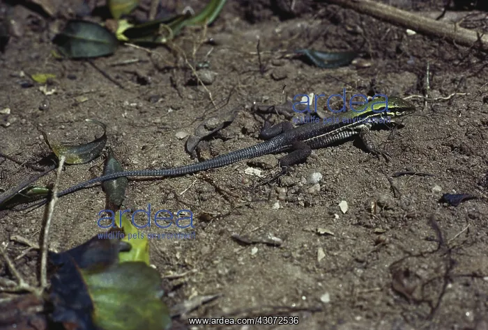 : Juvenile Ameiva Lizard : Juvenile Ameiva Lizard