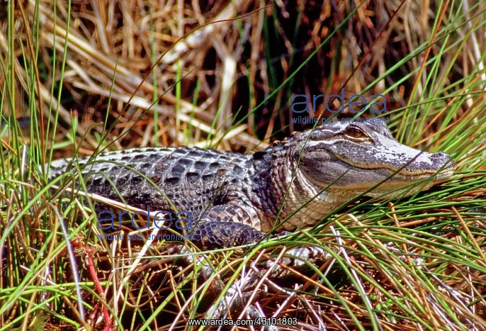: Juvenile American Alligator : Juvenile American Alligator