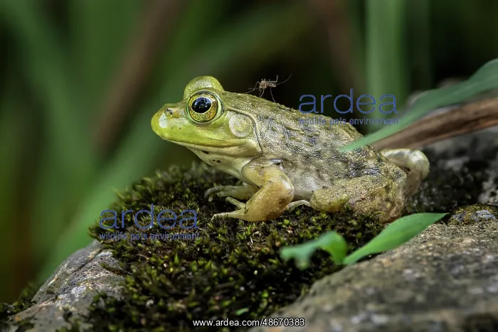 : Juvenile American bullfrog with mosquito on its back : Juvenile American bullfrog with mosquito on its back