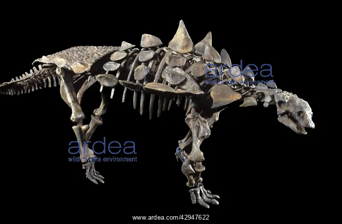 : Juvenile Ankylosaur (armored dinosaur) of the Lower : Juvenile Ankylosaur (armored dinosaur) of the Lower