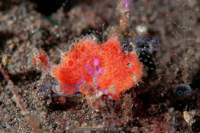 : Juvenile Antennatus Frogfish : Juvenile Antennatus Frogfish