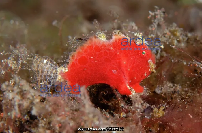 : Juvenile Antennatus Frogfish - night dive, Seraya : Juvenile Antennatus Frogfish - night dive, Seraya