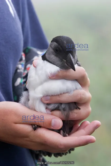: Juvenile Atlantic Puffin (Fratercula arctica) : Juvenile Atlantic Puffin (Fratercula arctica)
