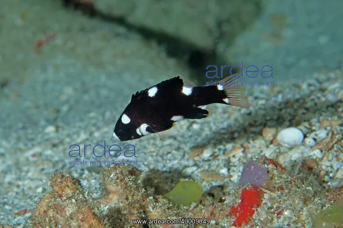 : Juvenile Axilspot Hogfish Manta Alley dive site : Juvenile Axilspot Hogfish Manta Alley dive site