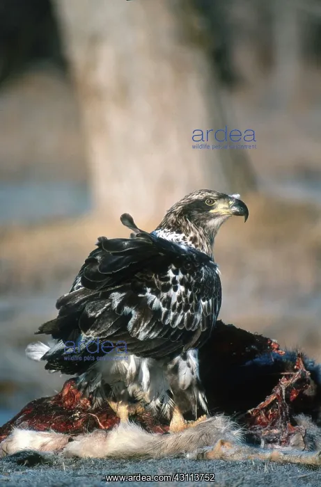 : Juvenile Bald Eagle Scavenging Mule Deer : Juvenile Bald Eagle Scavenging Mule Deer