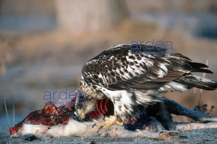 : Juvenile Bald Eagle Scavenging Mule Deer : Juvenile Bald Eagle Scavenging Mule Deer