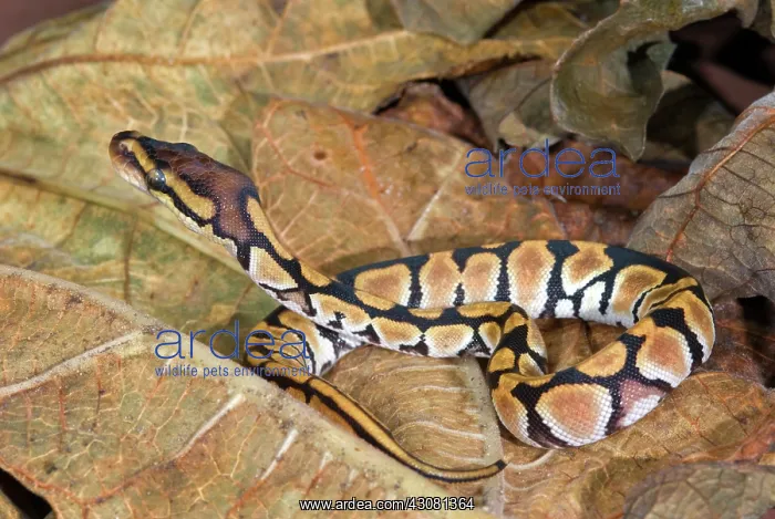 : Juvenile Ball Python : Juvenile Ball Python