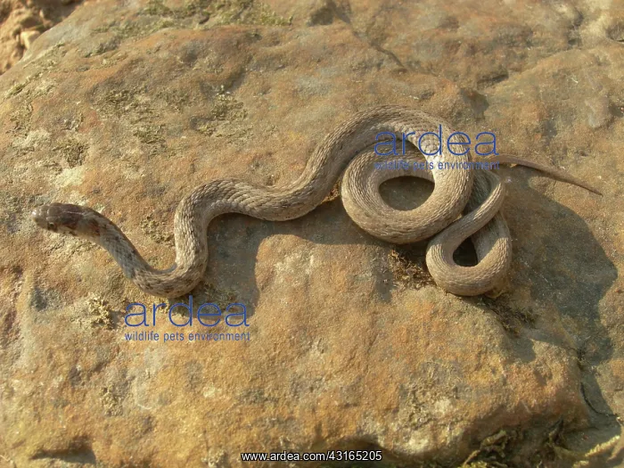 : Juvenile Banded Water Snake : Juvenile Banded Water Snake