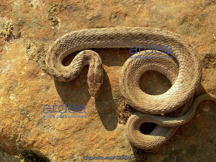 : Juvenile Banded Water Snake : Juvenile Banded Water Snake