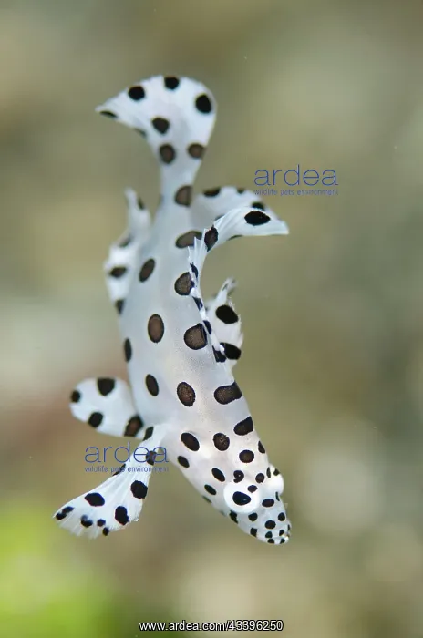 : Juvenile Baramundi Cod : Juvenile Baramundi Cod