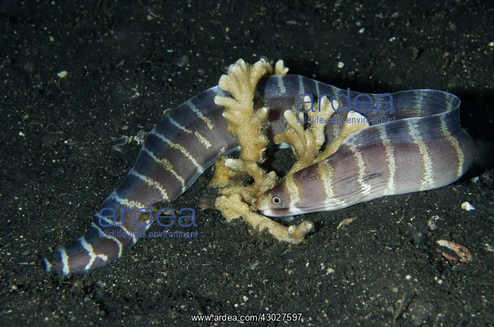 : Juvenile Barred Moray Eel : Juvenile Barred Moray Eel