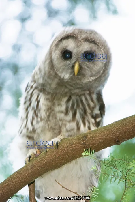: Juvenile barred owl, Strix varia, Stanley : Juvenile barred owl, Strix varia, Stanley