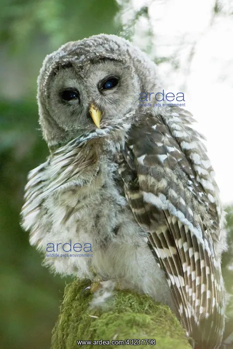 : Juvenile barred owl, Strix varia, Stanley : Juvenile barred owl, Strix varia, Stanley