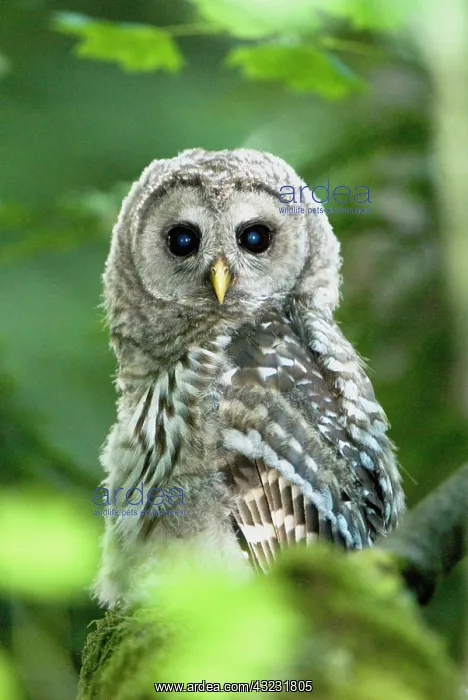 : Juvenile barred owl, Strix varia, Stanley : Juvenile barred owl, Strix varia, Stanley