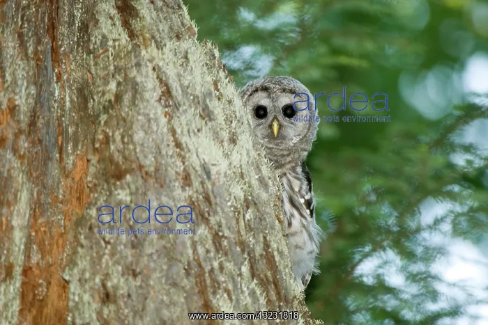 : Juvenile barred owl, Strix varia, Stanley : Juvenile barred owl, Strix varia, Stanley