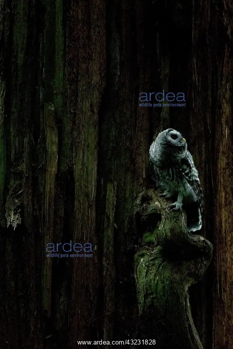  : Juvenile barred owl, Strix varia, Stanley