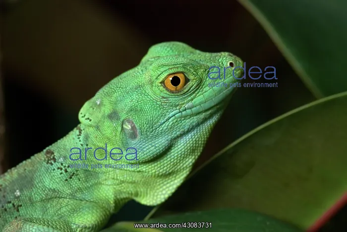  : Juvenile Basilisk Lizard