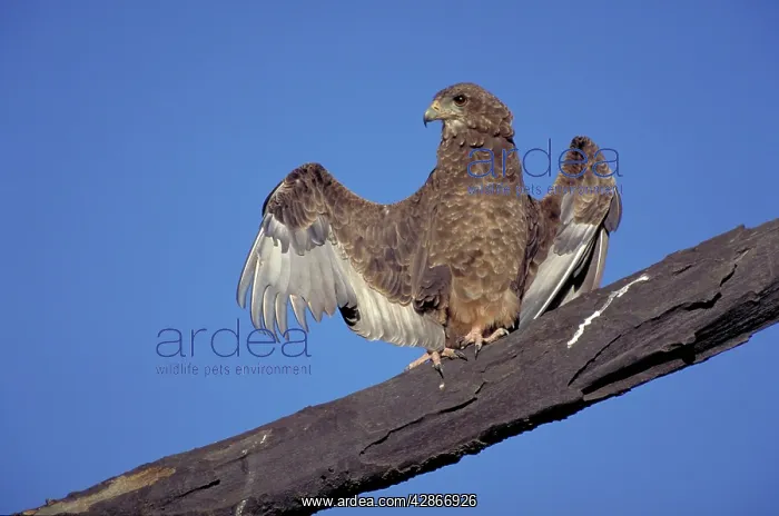 : Juvenile Bateleur Eagle - Spreading wings. Typical : Juvenile Bateleur Eagle - Spreading wings. Typical