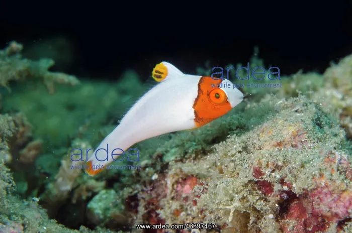 : Juvenile Bicolor Parrotfish : Juvenile Bicolor Parrotfish